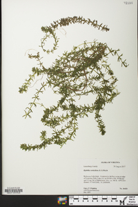 Hydrilla verticillata image