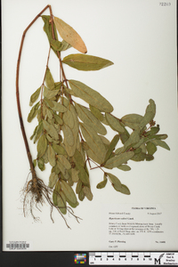 Hypericum walteri image