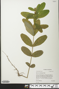 Hypericum tubulosum image