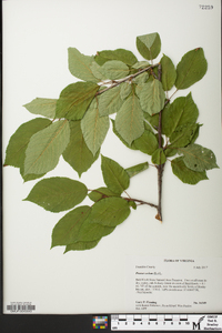 Prunus avium image