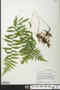 Parathelypteris simulata image