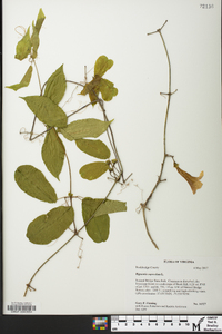 Bignonia capreolata image