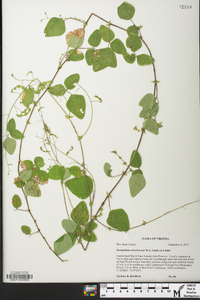 Desmodium ochroleucum image