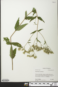 Eupatorium vaseyi image