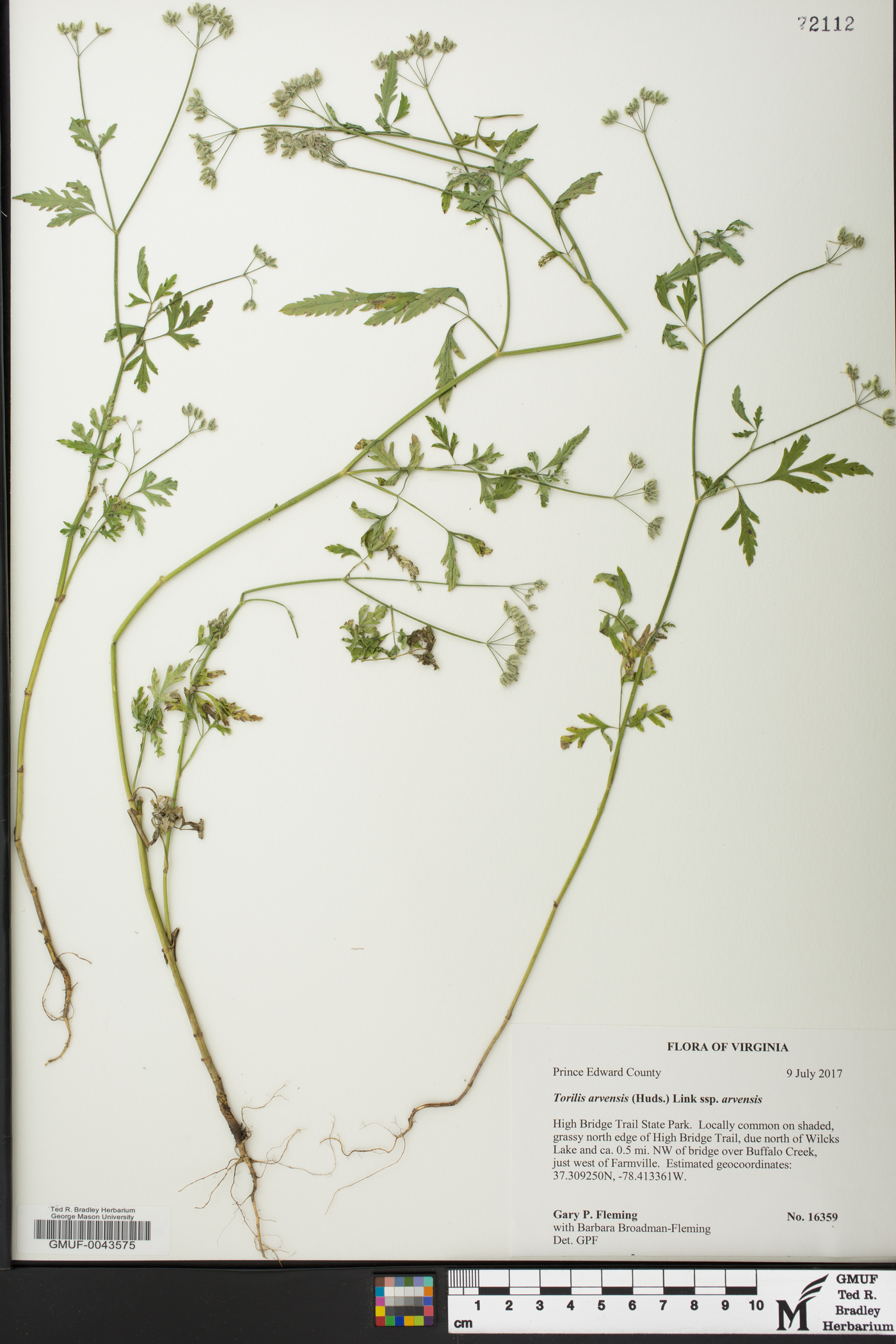 Torilis arvensis subsp. arvensis image