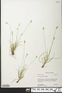 Carex texensis image