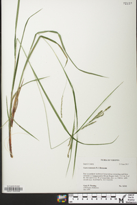 Carex roanensis image