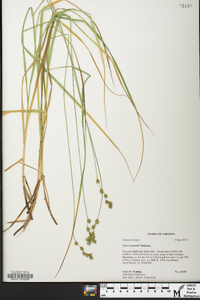 Carex normalis image