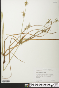 Cyperus retrofractus image