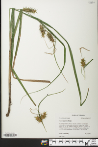 Carex gigantea image