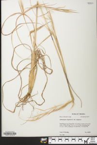 Andropogon virginicus var. virginicus image