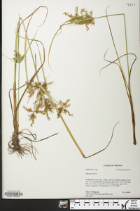 Cyperus iria image