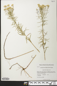 Euthamia caroliniana image