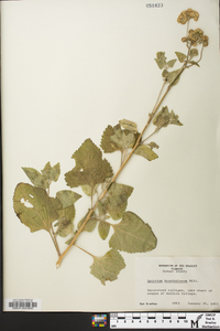 Ageratum houstonianum image