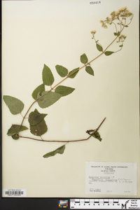 Ageratina aromatica image