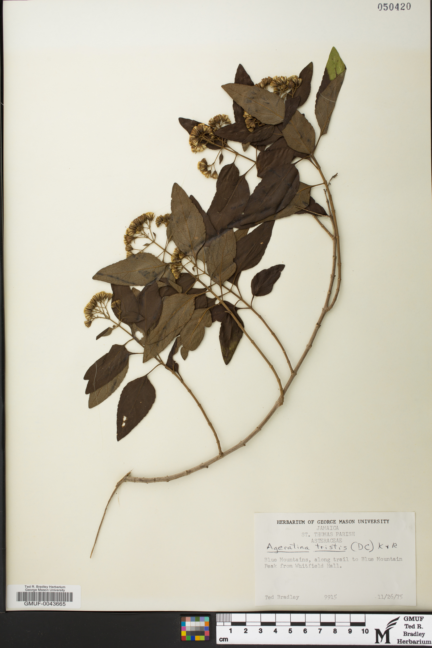 Ageratina tristis image