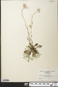 Antennaria plantaginifolia var. plantaginifolia image