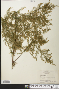 Artemisia annua image