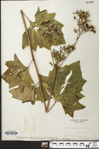 Arnoglossum atriplicifolium image