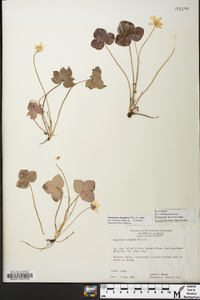 Anemone hepatica image