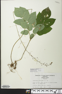 Hylodesmum nudiflorum image