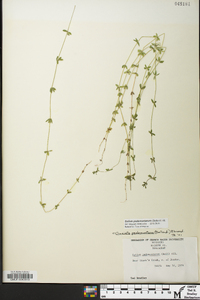 Cruciata pedemontana image