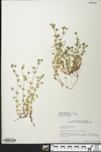 Sherardia arvensis image