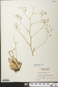 Hydatica petiolaris image