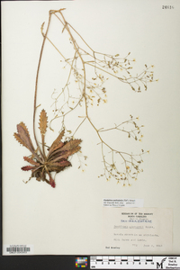 Hydatica petiolaris image