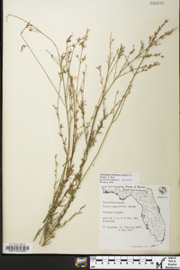 Oenothera simulans image