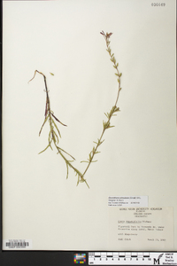 Oenothera simulans image