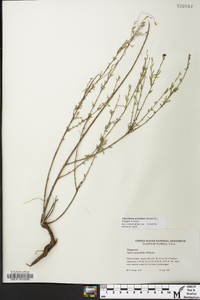 Oenothera simulans image