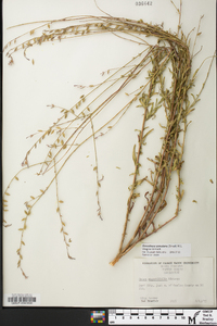 Oenothera simulans image