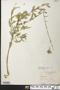 Oenothera gaura image