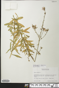 Oenothera gaura image