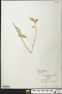 Oenothera suffulta image