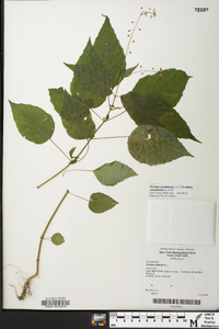 Circaea canadensis image