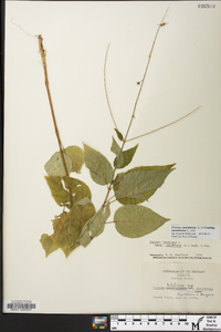 Circaea canadensis image