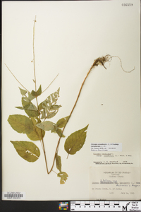 Circaea canadensis image