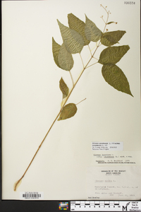 Circaea canadensis image