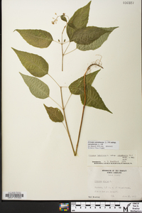 Circaea canadensis image