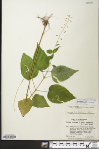 Circaea canadensis image