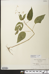 Circaea canadensis image