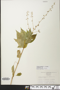 Circaea canadensis image