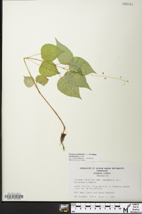 Circaea canadensis image