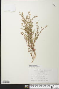 Chamaesyce hyssopifolia image