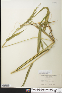 Urochloa texana image