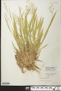 Panicum strigosum image