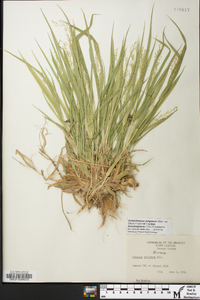 Panicum strigosum image