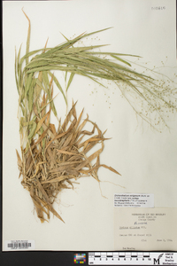 Panicum strigosum image